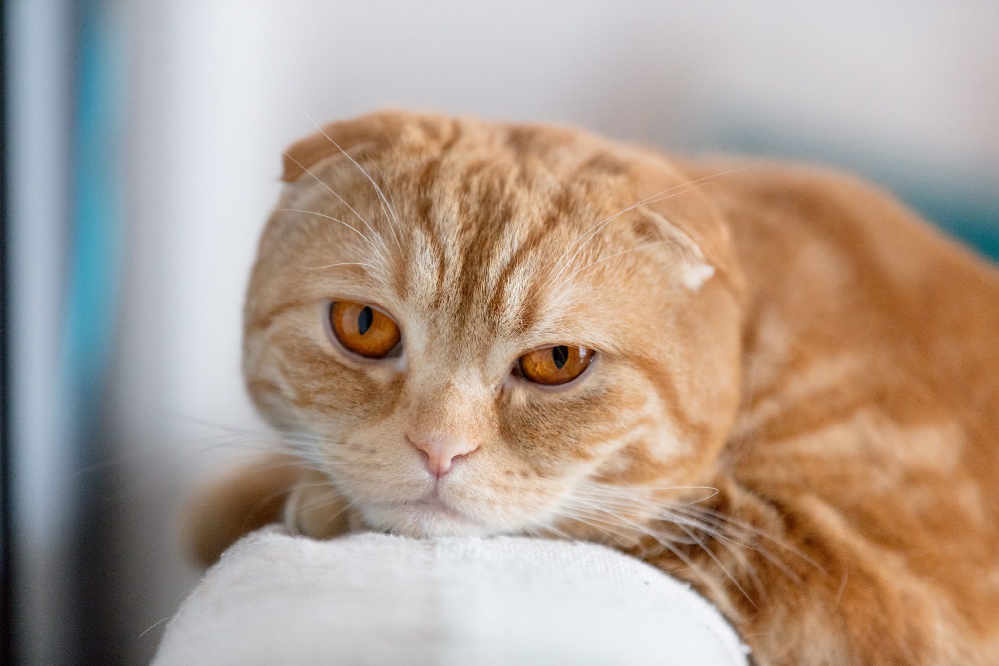 10 signes de stress chez votre chat