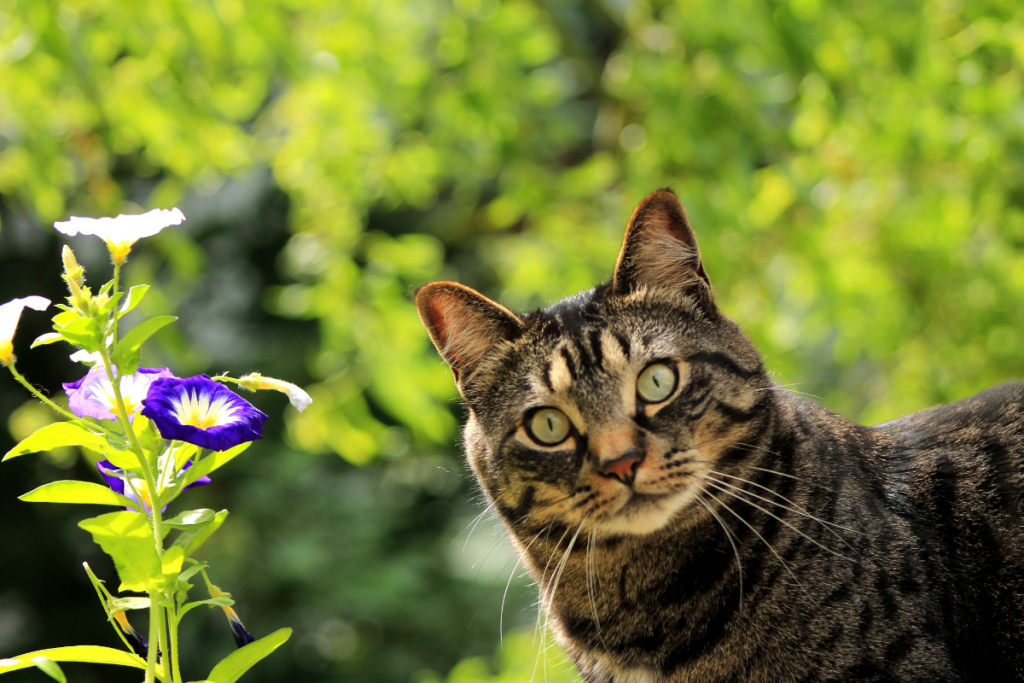 chat du voisin