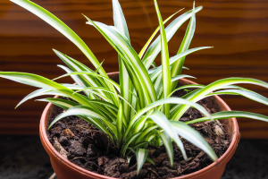 Chlorophytum