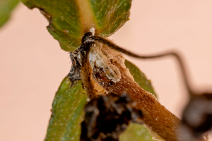 Cochenille sur plante