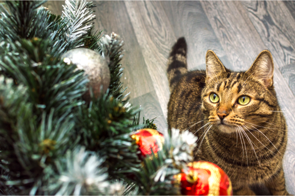 Protégez votre sapin de Noël des félins