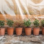 Préserver vos plantes du gel : 5 astuces pour protéger vos pots et bacs