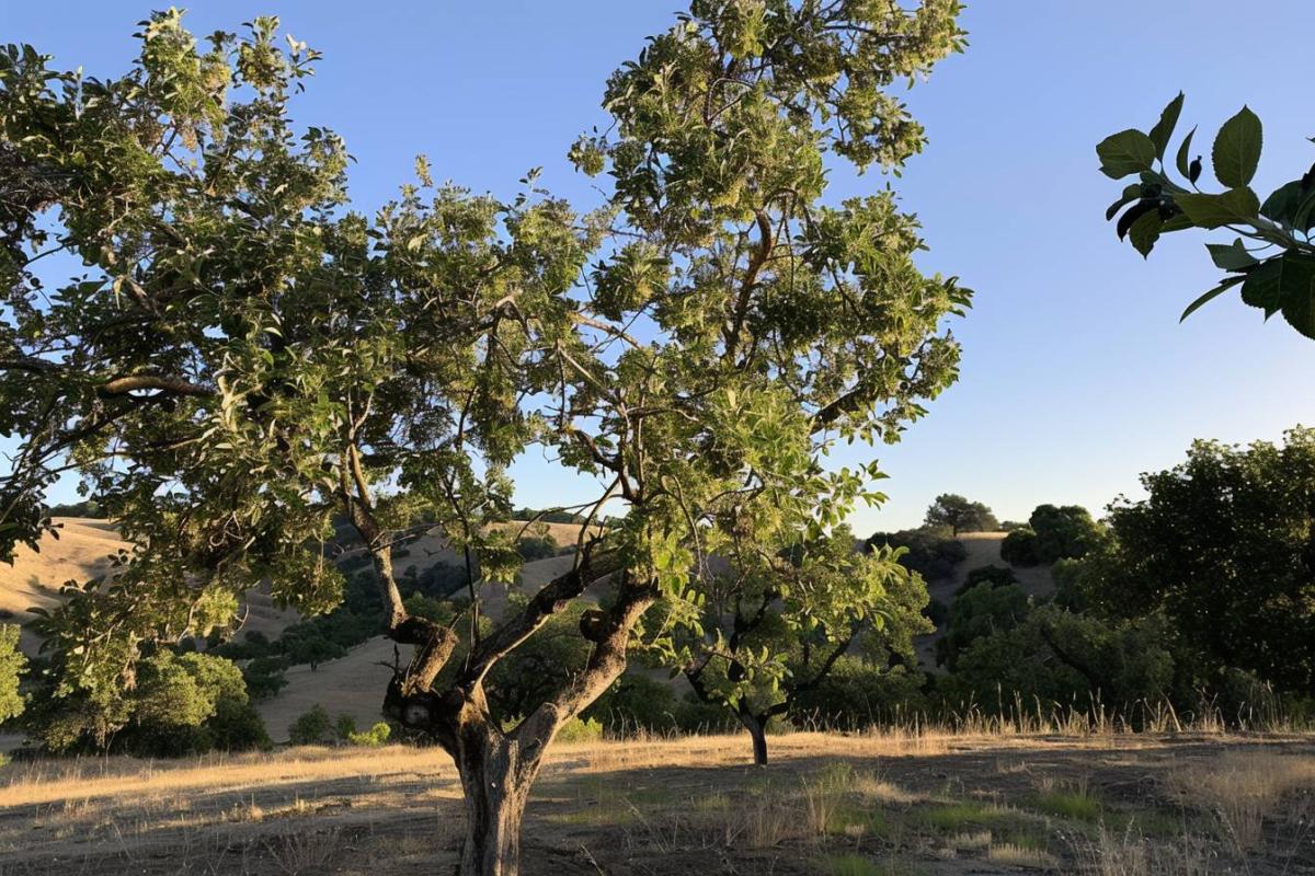 La taille hivernale des arbres fruitiers : tout ce qu'il faut savoir